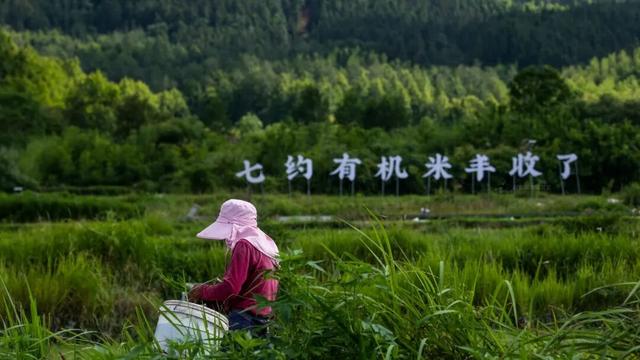 黄山奇遇记：冬观候鸟，野探短尾猴，一场徒步自然的探索之行