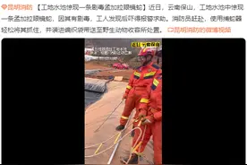 不怕人？云南工地水池惊现剧毒眼镜蛇 为何不能捕杀？竟因太凶了图片