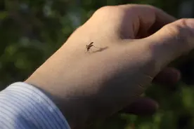 蚊虫叮咬，最止痒的办法竟如此简单，为你总结：3个方法值得一试图片