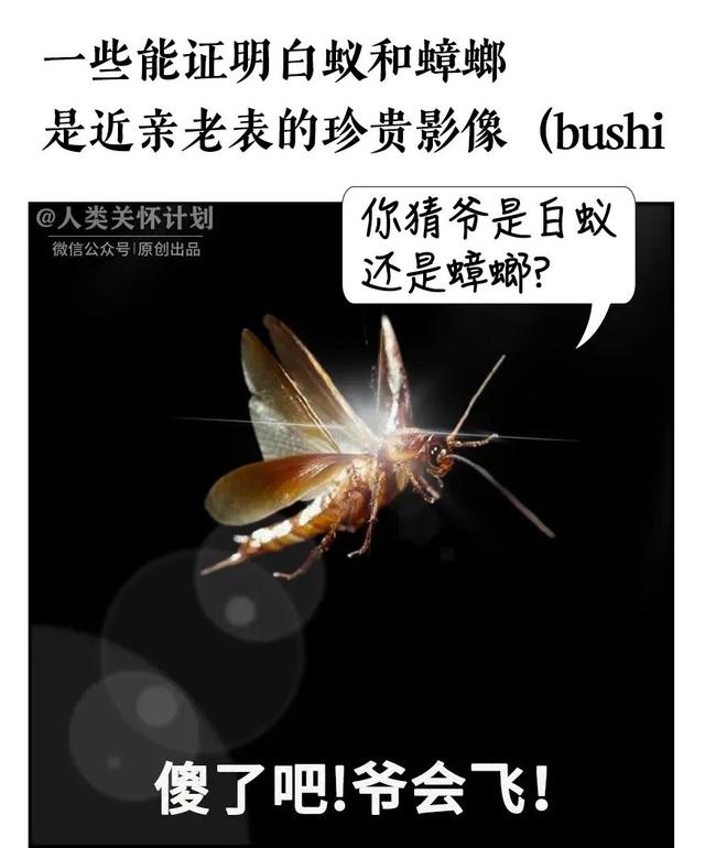 下雨前好多虫子怎么办