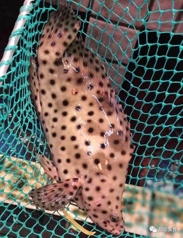 40头的花胶是几级 2025年花胶40头是什么意思?