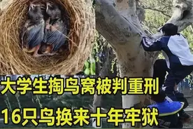 大学生“掏鸟窝”被判10年事件，5月底即将出狱，是我们误会了图片