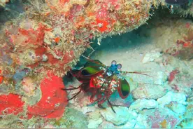 夏天在海边看到这些，赶紧跑！千万别用手摸图片