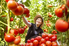 小时候又甜又沙的西红柿为啥消失了？现在的西红柿为啥这么难吃？图片