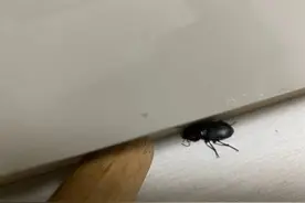 北京多个小区出现婪步甲！专家：不必惊慌，它是害虫天敌图片