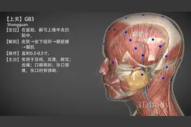 上关穴—（常按预防视力减退）图片