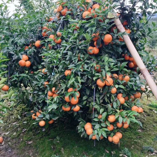 鏌戞鐣欐爲淇濋矞鍗栭珮浠凤紵鍝佺瑕佹眰銆佸噯澶囧伐浣滐紝浣犻兘鐭ラ亾鍚楋紵椹檸涓嶅緱