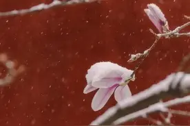 那些适合告白的句子——在桃花开的日子里，告白去吧图片