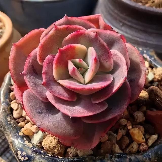 270种常见多肉图谱，一分钟认全！