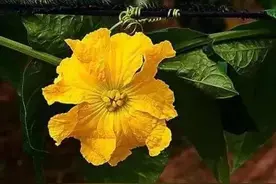 丝瓜如何种植？五句老话说得透，丝瓜高产品质佳图片