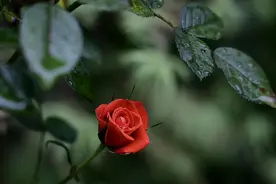 情人之间，经常有这种感觉，说明不是真爱图片