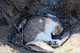 小猫“悟空”离世后续：被师父安葬在阿勒泰，身上血迹让人泪目图片