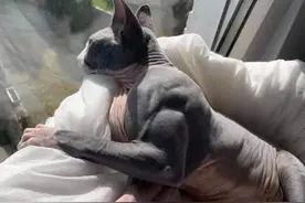 30张图看世界：迪拜公主的私人虎园，猛虎在美女面前撒娇卖萌图片