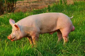 猪得了高热病怎么办？能自愈吗？猪得了高热病怎么治疗？方法在这图片