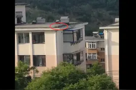 赤麻鸭楼顶孵小鸭子是偶然还是意外？听专家如是说图片