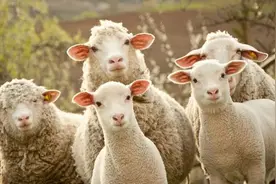 辽宁：羊盯上男子，连续顶男子三下，都说羊胆小，它为何要撞人？图片