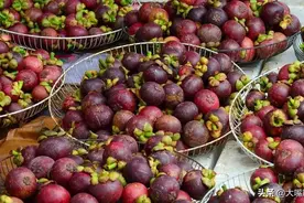 山竹很高产，一棵树结果上万，为啥那么贵？5个原因，贵得没毛病图片