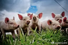 猪肉出口全球140多个国家和地区！丹麦为何能成为世界养猪强国？图片