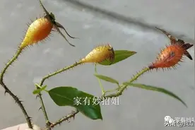 手上扎了刺，用针去挑，教你一个好方法，刺自己跑出来图片