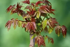 农村俗语：香椿过房，主人恐伤，穷看碗，富看穿，槐树不栽庭院间图片