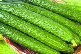 今日分享常见蔬菜黄瓜的几种病虫害图片