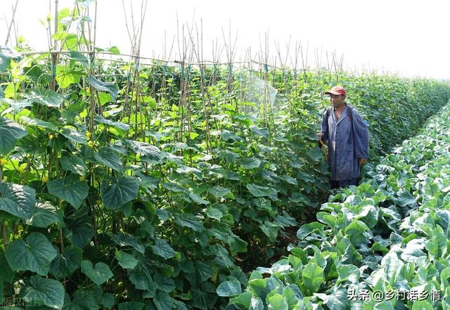 磷酸二氢钾混合红糖和食醋做肥料，效果神奇在哪里？你知道吗