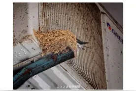 “空调算我的！”这只燕子火了后，长江头条网友代董明珠喊话……图片