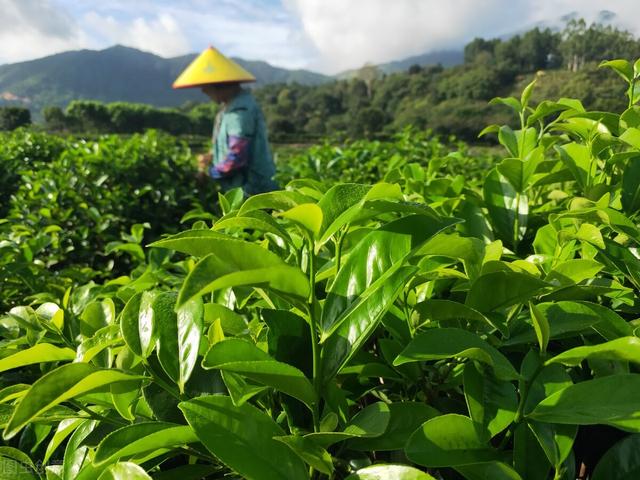 凤凰单丛茶介绍（什么是凤凰单丛茶）