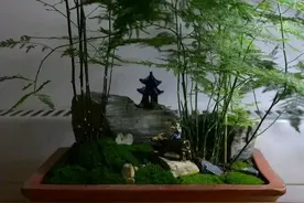 养文竹虎皮兰，土里扔10粒“大补丸”，一个月冒10个芽图片