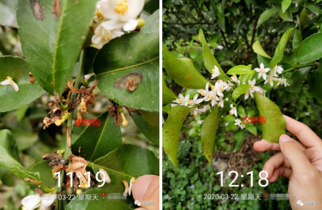 5个真实果园案例分析！下肥、保果、打药工作详解，对号入座