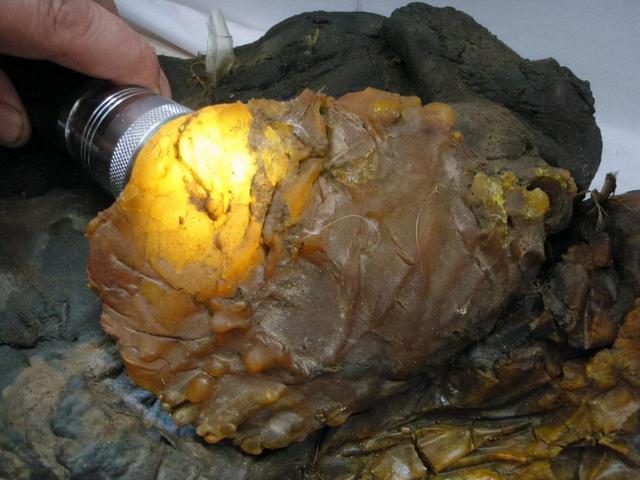 形成于4万年前、不是植物不是肉，价值千万的太岁究竟什么来头？