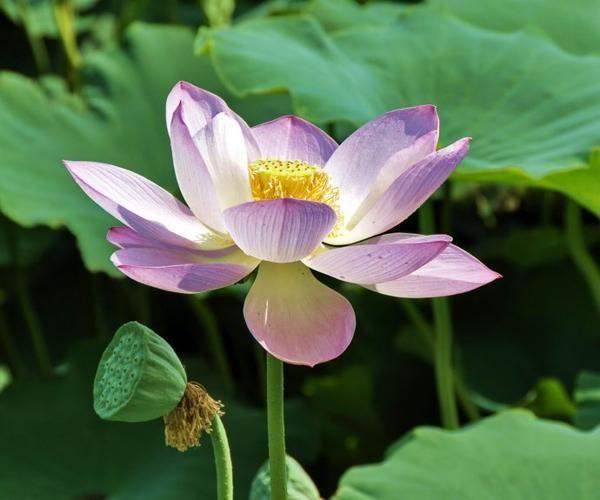 夏天盛放的花卉有哪些?哪些适合家养?夏天的花,分外绚烂