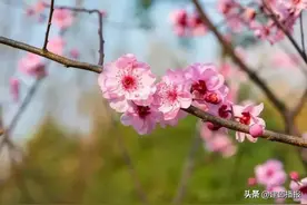 建邺早梅开，一起来探春！图片