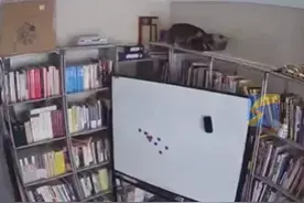 男子回应“14斤猫压塌书架”：当时很崩溃，幸好猫没事，已收拾好了书买了新书架图片