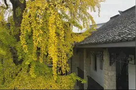 银杏渐染满目金，赏叶正当时！图片