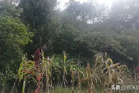 路就在脚下，要走才能走得出来图片