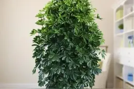 鸭掌木有5个“喜好”，按照要求养，株形美观，枝叶繁茂图片
