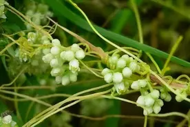 万物有灵 | 缠缠绵绵金缕衣——菟丝子图片