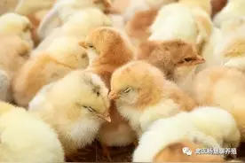 禽医杨慧讲小鸡站不起来瘫软无力闭眼睛图片