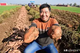 红薯怎么种产量高？老农传授你6个诀窍，红薯结得多、个头大图片