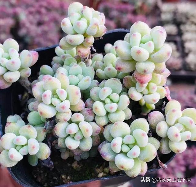 多肉植物香味大全(多肉植物大全)-措必培