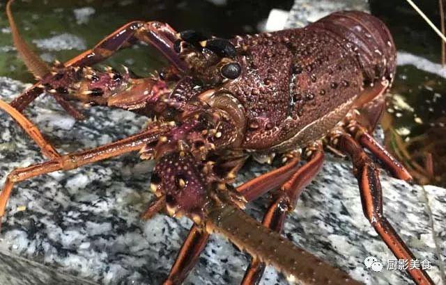 什么海鲜胶原蛋白最多 2025年海鲜含有胶原蛋白吗