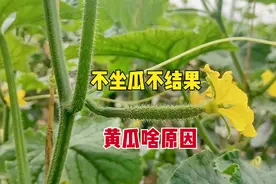 黄瓜不坐瓜啥原因？如何让黄瓜坐瓜多？其实很简单，4点要做对图片