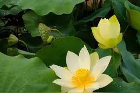 现在都听哪些老师的公开课图片