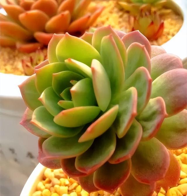270种常见多肉图谱，一分钟认全！