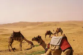 大学什么时候可以考研？学姐分享。图片