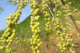 广西有一种“苦尽甘来”的水果，初吃不识果中苦，再吃方知回味甜图片