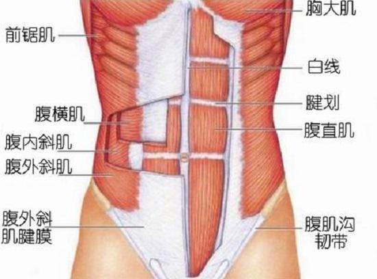 肋骨外翻的原因及纠正性训练