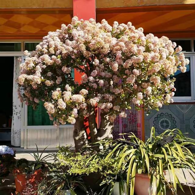 玉树的花语是什么（玉树琼花原来真的存在）