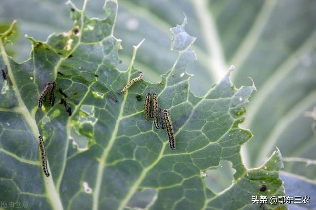 农家菜园子里蔬菜生虫子了 不想喷农药 该怎么办 今日头条
